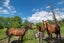 435 Pine Valley Road, Dairy Flat, Silverdale - Carousel 37