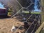 51 Goldings Line, Marton - Carousel 26