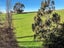 81 Maudes Road, Deborah - Carousel 21