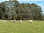 856 Allanton-Waihola Road, Allanton, Mosgiel - Carousel 4