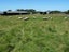 257 Pukeuri-Oamaru Road, Pukeuri, Oamaru - Carousel 23