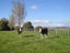 1644 Cheltenham Hunterville Road, Waituna West, Rewa - Carousel 19