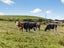 45 Brown Road, Hakaru - Carousel 35