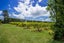0 Kiwi Street, Makaraka, Gisborne - Carousel 6