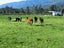 915 State Highway 67, FAIRDOWN, WESTPORT - Carousel 21