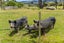 47 Witheford Road, Wharehine, Wellsford - Carousel 6