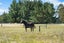 126 Adams Road, West Melton, Christchurch - Carousel 13