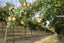 85 Rowling Loop, Lower Moutere - Carousel 12