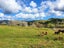 1344 State Highway 12, Oue, Kaikohe - Carousel 22