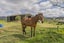 62A Hikuai Settlement Road, Hikuai, Hikuai - Carousel 5