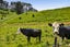 801 Bird Road, Pukengahu, Stratford - Carousel 43
