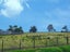 58 Havill Drive, Awatuna - Carousel 21
