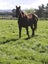 217 Toppings Road, Sefton, Rangiora - Carousel 1