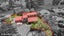 141 Motatau Road, Papatoetoe, Auckland - Carousel 21