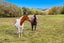 1180 Oneriri Road, Kaiwaka - Carousel 23