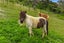 90 Lone Kauri Road, Karekare, Auckland - Carousel 3