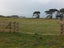 41 Totara Park Road, Foxton, Foxton - Carousel 2