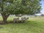 2417 State Highway 27, Morrinsville - Carousel 22