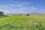 3074A Cambridge Road, Rotoorangi, Cambridge - Carousel 4