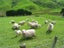 958 Ohariu Valley Road, Ohariu, Wellington - Carousel 13