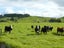 0 Wharekawa Road, Oue, Kaikohe - Carousel 17