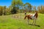1180 Oneriri Road, Kaiwaka - Carousel 20