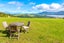 341 Opara Road, Oue, Kaikohe - Carousel 5