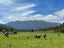 1084 State Highway 67, MOKIHINUI, WESTPORT - Carousel 24