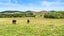 353 Kopuku Road, Maramarua Forest, Te Kauwhata - Carousel 29