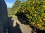 5 Catalina Key, Papamoa Beach, Papamoa - Carousel 15