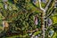 139 Schnapper Rock Road, Schnapper Rock, Auckland - Carousel 18