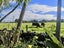 121 Muir Avenue, Mangere Bridge, Auckland - Carousel 26