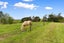 453 Taniwha Road, Waerenga - Carousel 27