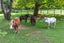 877 Tiki Quarry Road, Preece Point, Coromandel - Carousel 10