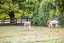 302B State Highway 26, Newstead, Hamilton - Carousel 37