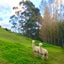 306 Pahoia Road, Whakamarama, Tauranga - Carousel 3