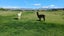 312 Clayton Road, Fairlie, Mackenzie, Canterbury - Carousel 33