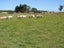 721 Queens Drive, Waikiwi, Invercargill - Carousel 3