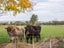 0 State Highway 2, Greytown - Carousel 22