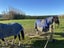 719 Motukaika Road, Cave - Carousel 3