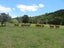 175 State Highway 10, Kaeo, Kaeo - Carousel 20