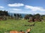 2 Ocean View Crescent, Rakino Island, Auckland - Carousel 3