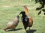 118 Western Road, Ngongotaha, Rotorua - Carousel 13