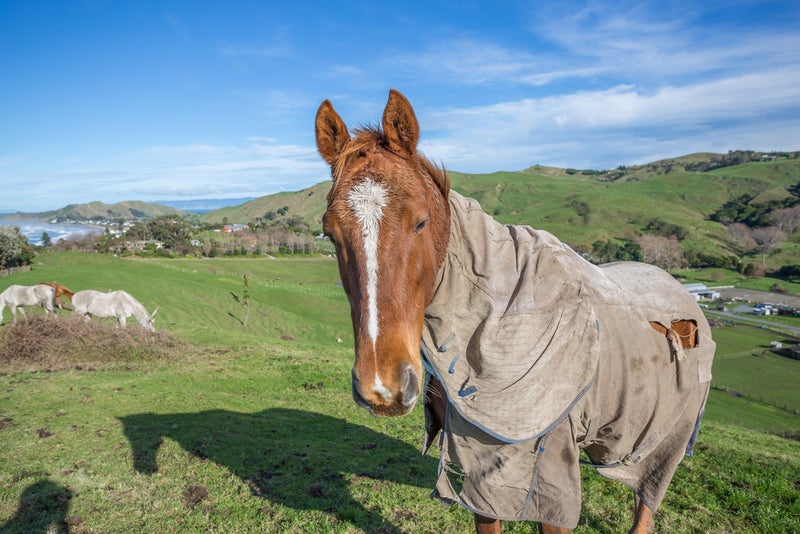 10 Winifred Avenue, Bayview, Auckland - Carousel 3
