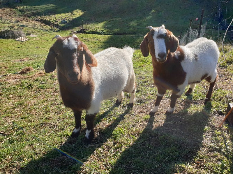 42 Corbett Drive, Minden, Tauranga - Carousel 10