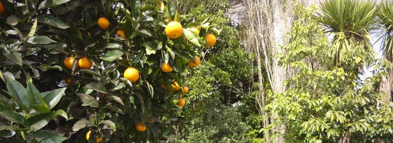 8 Olympia Place, Riverlea, Hamilton - Carousel 25