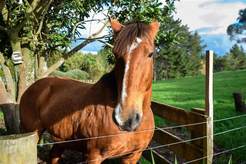48A Youngson Road, Whakamārama - Carousel 22