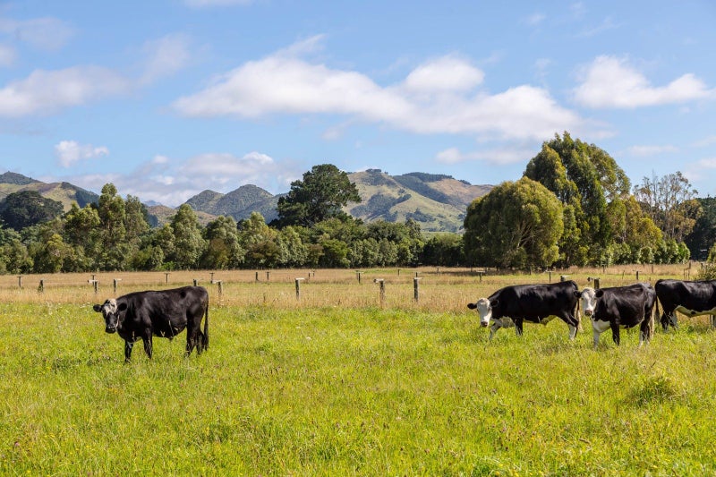 89 Hinau Gully Road, Carrington - Carousel 2