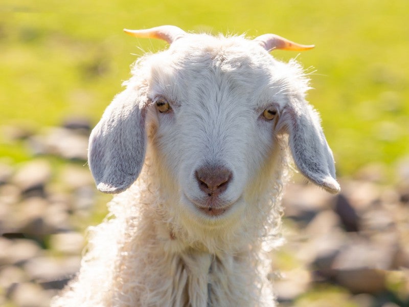 79 Pipitea Drive, Rarangi - Carousel 20