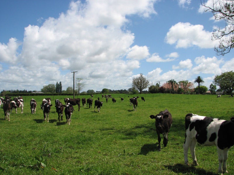 595A Tauranga Road, Te Poi, Matamata - Carousel 1